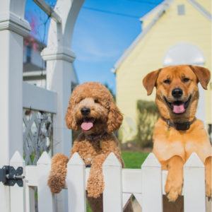 dogs on a fence