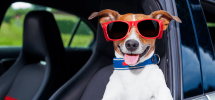 mobile slider banner DOG IN GLASSES